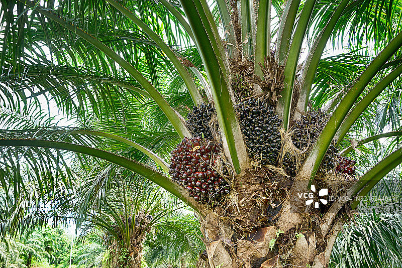橡胶期货继续上涨，美国轮胎进口激增，泰国暴雨威胁供应，橡胶期货价格能否持续上涨？