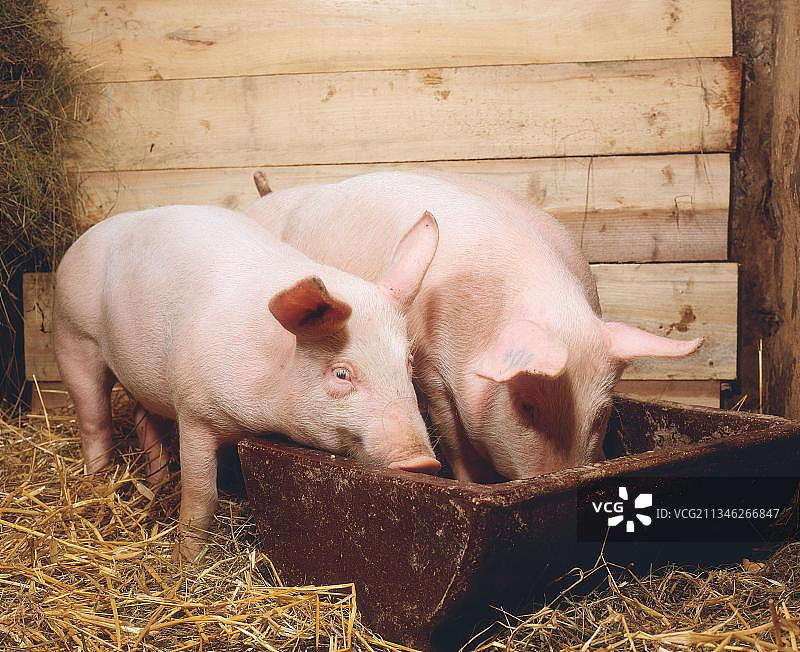 下半年生猪价格怎么走？