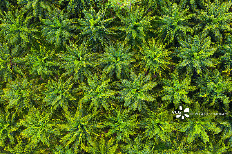 马棕榈期货两连涨，棕榈油产量下降与出口需求强劲并存，价格能否继续坚挺？