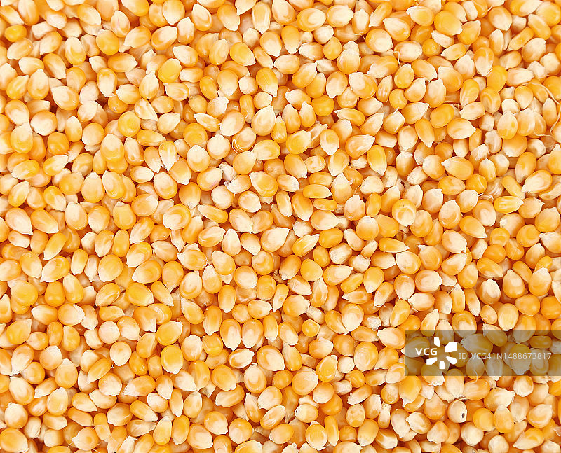 进口玉米拍卖：从“香饽饽”变成“窝窝头”