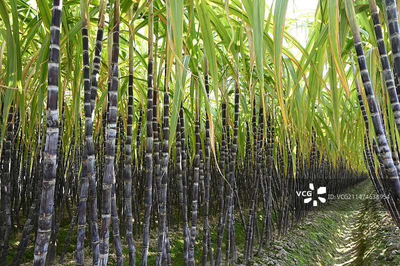 做期货只做一个方向,期货交易：专注单一方向策略